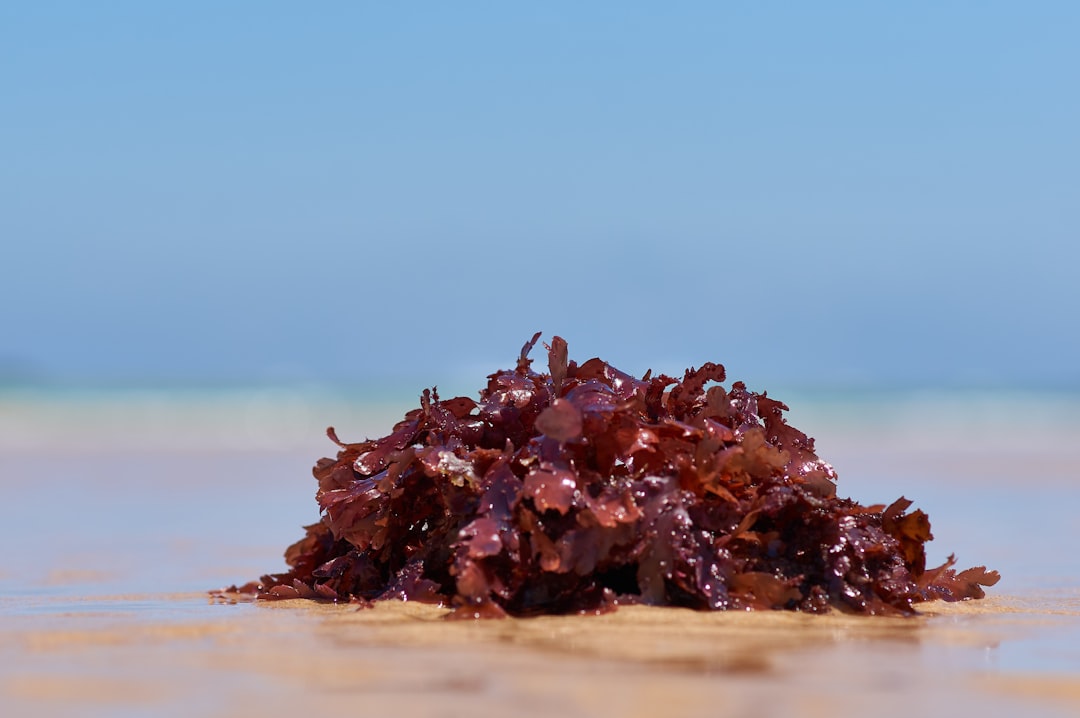 Seaweed Packaging